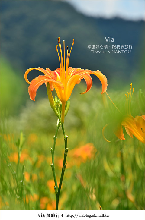日月潭金針花》什麼?會跳舞的金針花,就在南投日月潭!!! 日月潭金針花》什麼?會跳舞的金針花,就在南投日月潭!!!