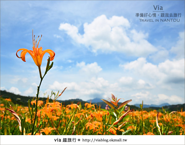 日月潭金針花》什麼?會跳舞的金針花,就在南投日月潭!!! 日月潭金針花》什麼?會跳舞的金針花,就在南投日月潭!!!