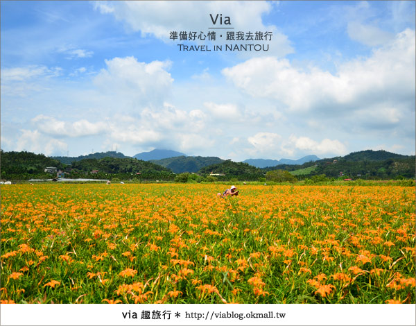 日月潭金針花》什麼?會跳舞的金針花,就在南投日月潭!!! 日月潭金針花》什麼?會跳舞的金針花,就在南投日月潭!!!