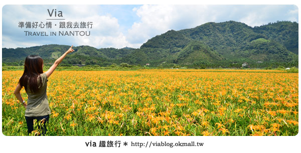 日月潭金針花》什麼?會跳舞的金針花,就在南投日月潭!!! 日月潭金針花》什麼?會跳舞的金針花,就在南投日月潭!!!