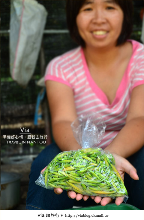 日月潭金針花》什麼?會跳舞的金針花,就在南投日月潭!!! 日月潭金針花》什麼?會跳舞的金針花,就在南投日月潭!!!