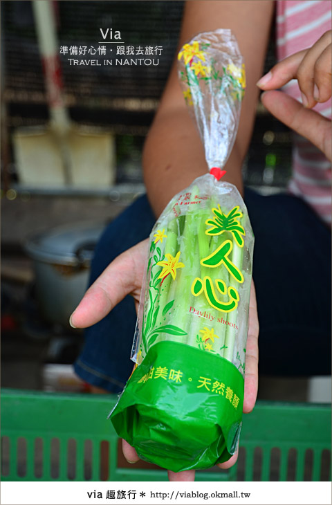 日月潭金針花》什麼?會跳舞的金針花,就在南投日月潭!!! 日月潭金針花》什麼?會跳舞的金針花,就在南投日月潭!!!