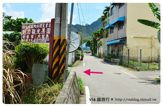 日月潭金針花》什麼?會跳舞的金針花,就在南投日月潭!!! 日月潭金針花》什麼?會跳舞的金針花,就在南投日月潭!!!