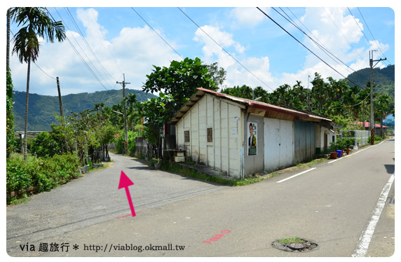 日月潭金針花》什麼?會跳舞的金針花,就在南投日月潭!!! 日月潭金針花》什麼?會跳舞的金針花,就在南投日月潭!!!