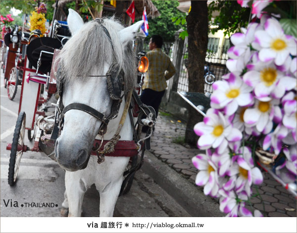 清邁旅遊》我的泰北清邁旅行誌～跟著via輕鬆玩泰北！