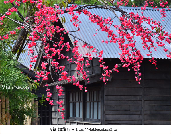 賽德克巴萊》在歲月中旅行，我們來到林口片場～林口霧社街(已拆除)