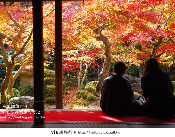 京都賞楓》via的京都紅葉紀行＊京都圓光寺～極致紅葉庭園之美