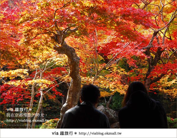 京都賞楓》via的京都紅葉紀行＊京都圓光寺～極致紅葉庭園之美