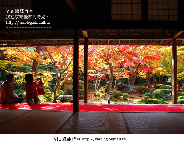 京都賞楓》via的京都紅葉紀行＊京都圓光寺～極致紅葉庭園之美