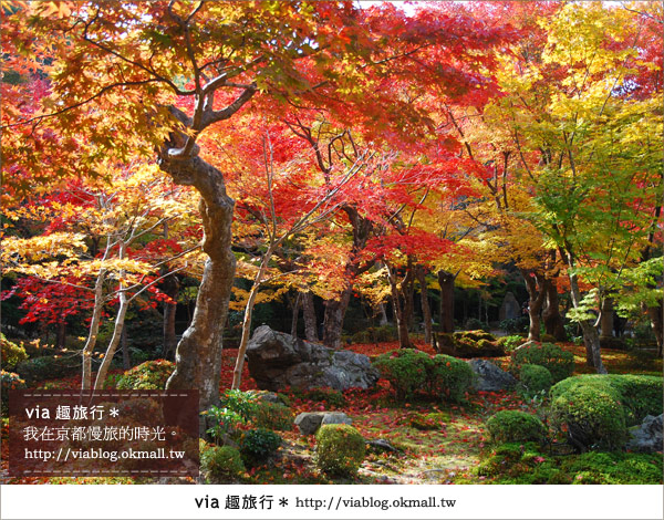 京都賞楓》via的京都紅葉紀行＊京都圓光寺～極致紅葉庭園之美