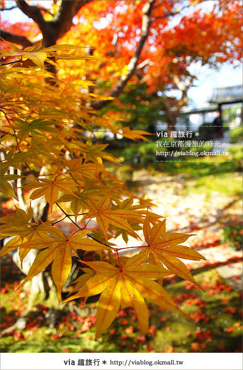 京都賞楓》via的京都紅葉紀行＊京都圓光寺～極致紅葉庭園之美