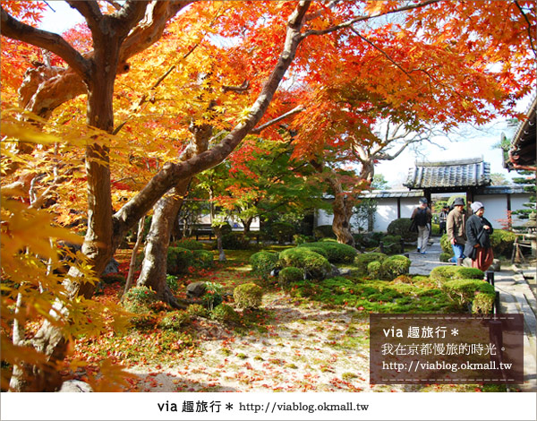 京都賞楓》via的京都紅葉紀行＊京都圓光寺～極致紅葉庭園之美