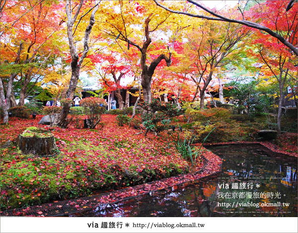 京都賞楓》via的京都紅葉紀行＊京都圓光寺～極致紅葉庭園之美