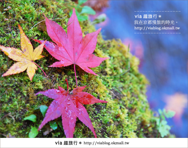 京都賞楓》via的京都紅葉紀行＊京都圓光寺～極致紅葉庭園之美