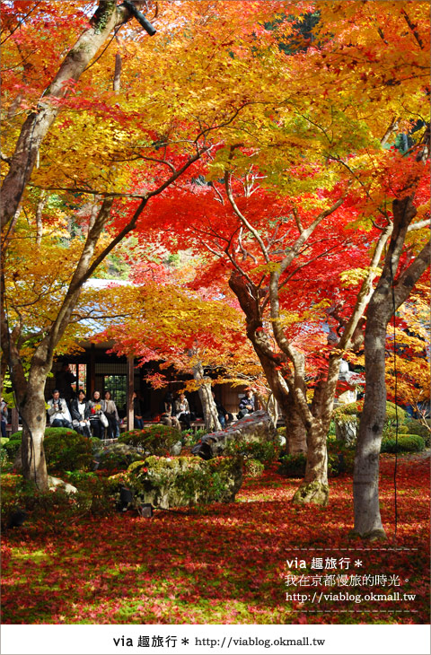 京都賞楓》via的京都紅葉紀行＊京都圓光寺～極致紅葉庭園之美