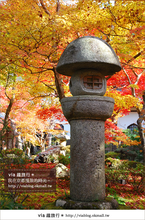 京都賞楓》via的京都紅葉紀行＊京都圓光寺～極致紅葉庭園之美