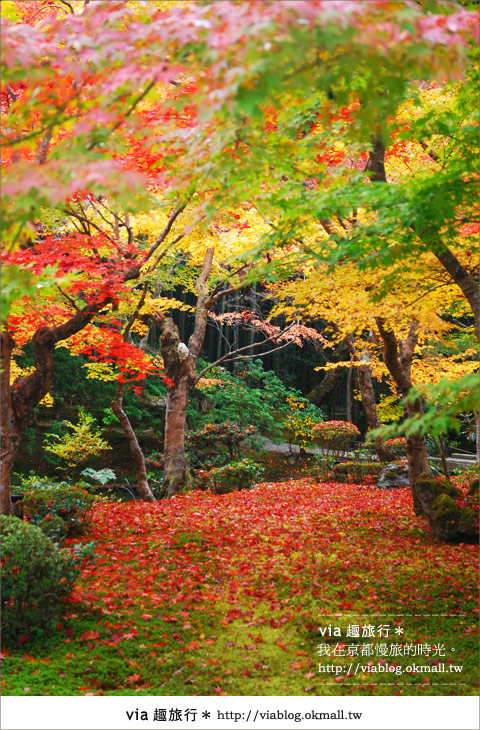 京都賞楓》via的京都紅葉紀行＊京都圓光寺～極致紅葉庭園之美