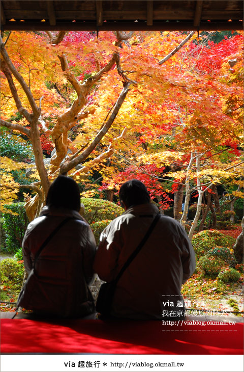 京都賞楓》via的京都紅葉紀行＊京都圓光寺～極致紅葉庭園之美