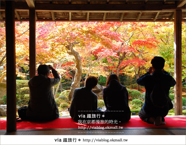 京都賞楓》via的京都紅葉紀行＊京都圓光寺～極致紅葉庭園之美