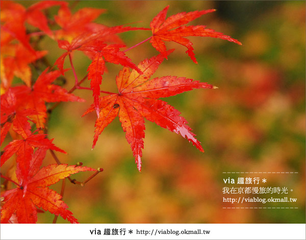 京都紅葉名所》via的京都紅葉紀行＊絕美紅葉地毯～南禪寺