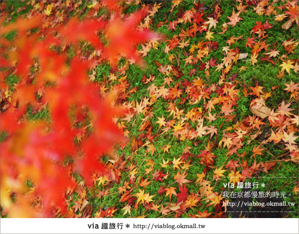 京都紅葉名所》via的京都紅葉紀行＊絕美紅葉地毯～南禪寺