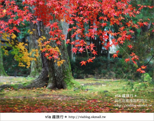 京都紅葉名所》via的京都紅葉紀行＊絕美紅葉地毯～南禪寺