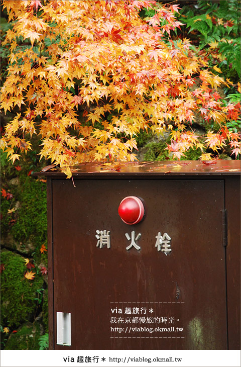 京都紅葉名所》via的京都紅葉紀行＊絕美紅葉地毯～南禪寺