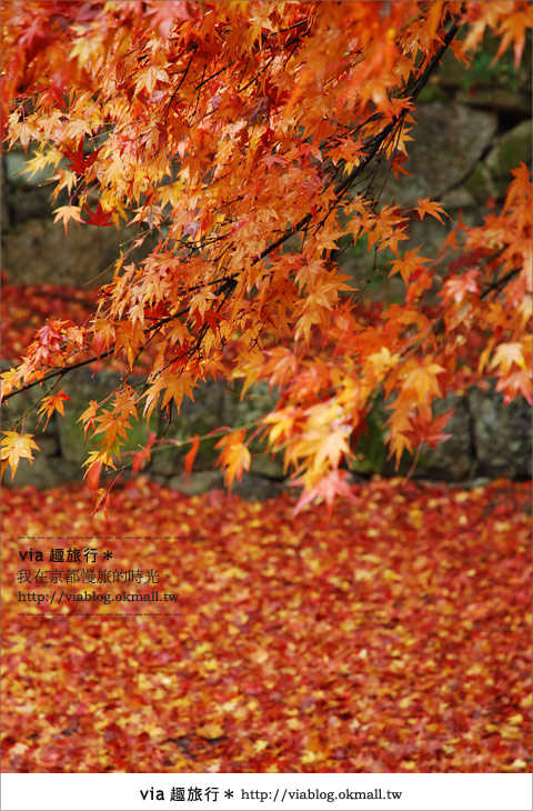 京都紅葉名所》via的京都紅葉紀行＊絕美紅葉地毯～南禪寺