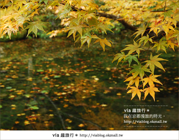 京都紅葉名所》via的京都紅葉紀行＊絕美紅葉地毯～南禪寺