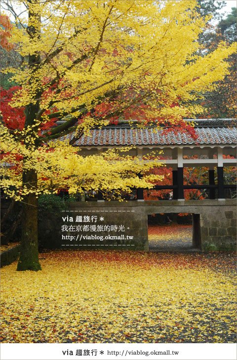 京都紅葉名所》via的京都紅葉紀行＊絕美紅葉地毯～南禪寺