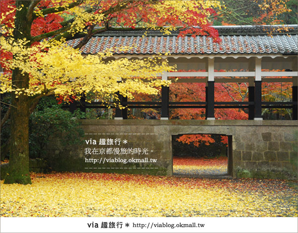 京都紅葉名所》via的京都紅葉紀行＊絕美紅葉地毯～南禪寺