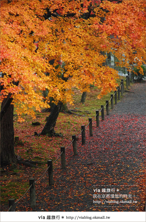 京都紅葉名所》via的京都紅葉紀行＊絕美紅葉地毯～南禪寺