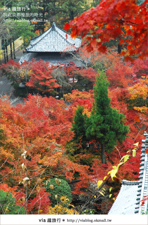 京都賞楓必去》跟著Via賞楓趣＊又見爆紅的美景～京都永觀堂