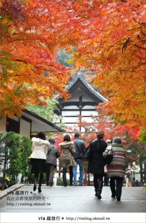 【京阪神自由行】關西賞楓懶人包！大阪、京都、奈良｜Via的紅葉美景全記錄♥ （目前收集28個，持續更新中）