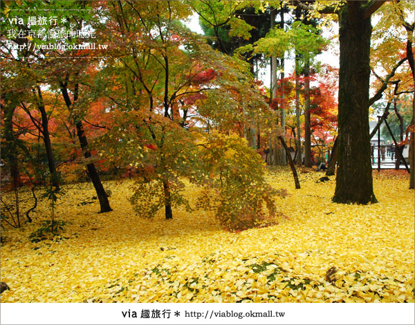 京都賞楓必去》跟著Via賞楓趣＊又見爆紅的美景～京都永觀堂