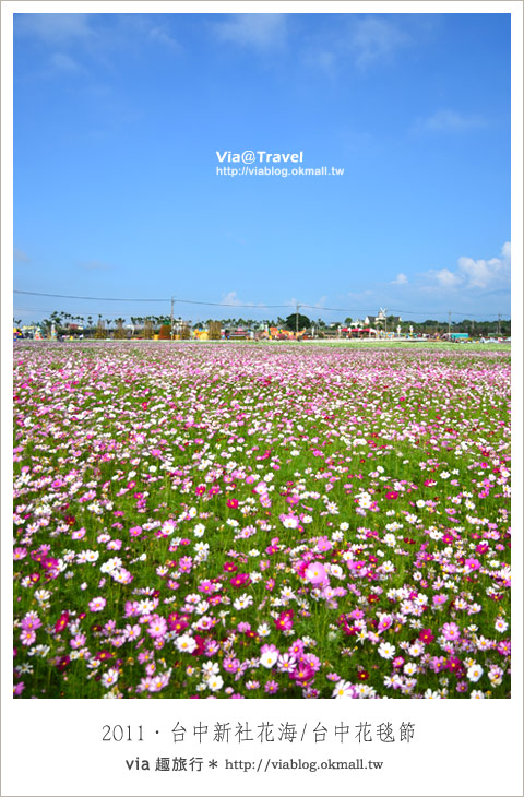 新社花海節》台中國際花毯節～一年一度的新社花海又來囉！