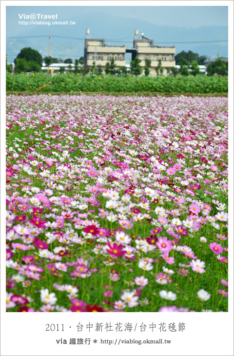 新社花海節》台中國際花毯節～一年一度的新社花海又來囉！