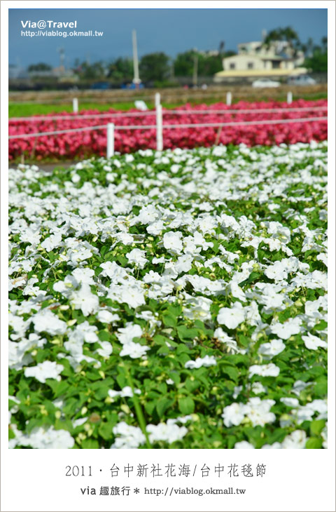 新社花海節》台中國際花毯節～一年一度的新社花海又來囉！