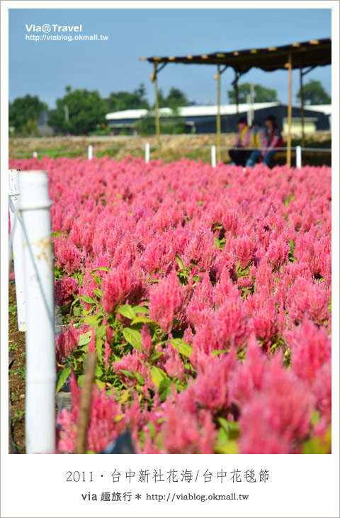 新社花海節》台中國際花毯節～一年一度的新社花海又來囉！