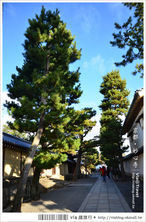 京都寺廟》京都妙心寺～列為重要文化財的日式寺院！