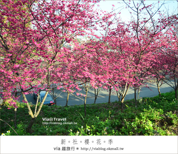 新社櫻花季》新社區公所及129縣道～免費的美麗櫻花林！