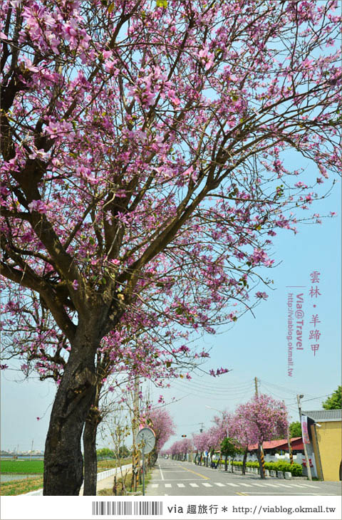 土庫櫻花道》雲林櫻花！土庫鎮馬光國中前二公里長賞櫻大道！