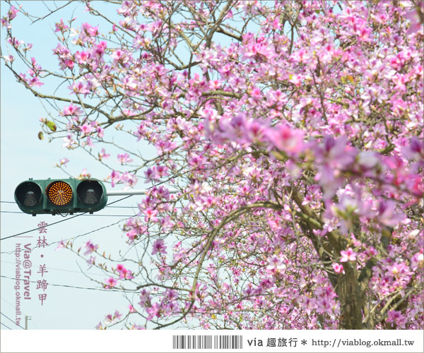 土庫櫻花道》雲林櫻花！土庫鎮馬光國中前二公里長賞櫻大道！