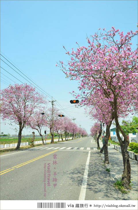 土庫櫻花道》雲林櫻花！土庫鎮馬光國中前二公里長賞櫻大道！