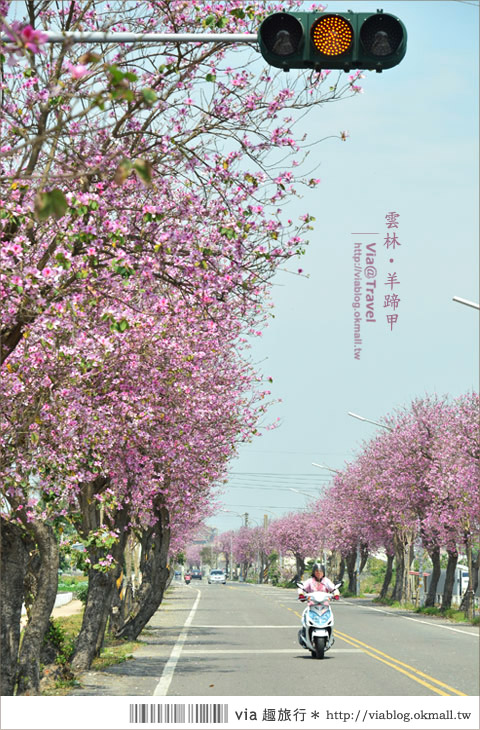 土庫櫻花道》雲林櫻花！土庫鎮馬光國中前二公里長賞櫻大道！