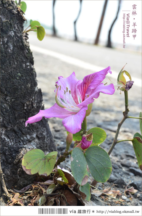 土庫櫻花道》雲林櫻花！土庫鎮馬光國中前二公里長賞櫻大道！