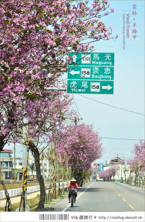 土庫櫻花道》雲林櫻花！土庫鎮馬光國中前二公里長賞櫻大道！