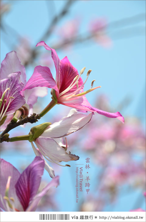 土庫櫻花道》雲林櫻花！土庫鎮馬光國中前二公里長賞櫻大道！