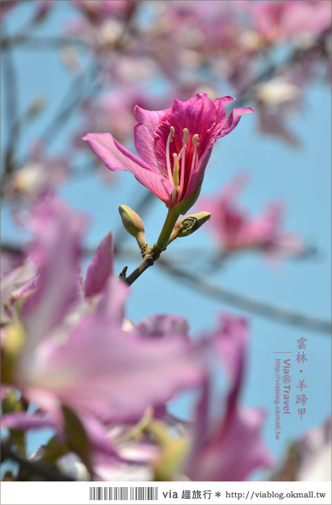 土庫櫻花道》雲林櫻花！土庫鎮馬光國中前二公里長賞櫻大道！