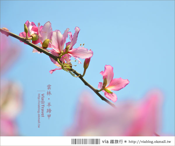 土庫櫻花道》雲林櫻花！土庫鎮馬光國中前二公里長賞櫻大道！